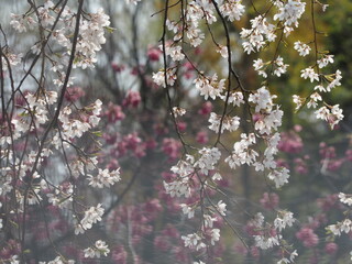 春の花　桜　枝垂れ桜