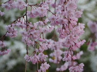 春の花　桜　枝垂れ桜