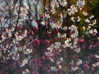 春の花　桜　枝垂れ桜