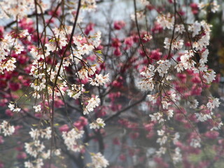春の花　桜　枝垂れ桜