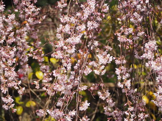 春の花　桜　枝垂れ桜