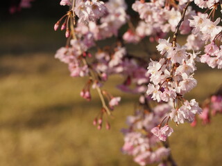 春の花　桜　枝垂れ桜