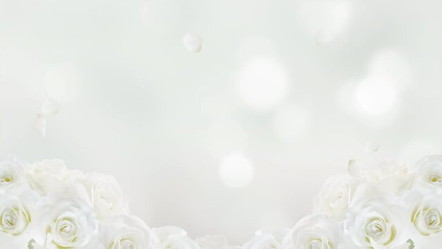 white rose with falling petals. Valentine, wedding, celebration background. Loop video.(079)