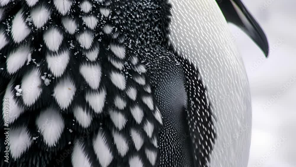 Poster closeup of the pattern of black and white feathers on a penguins belly perfectly blending in with th