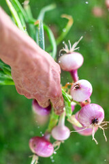 Adult Man Hand Holding a Bunch of Freshly Picked Young Organic Purple Onions on Green Background