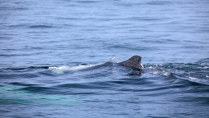 Fototapeta premium Buckelwal