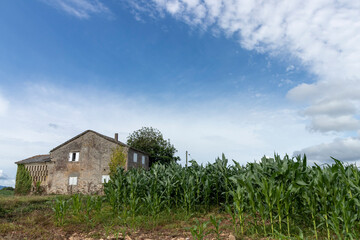 Fototapeta na wymiar an old house beside a green cornfield under a partly cloudy sky, exuding serenity and peace