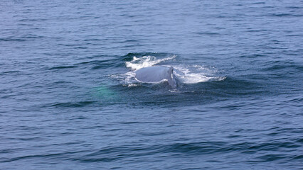 Fototapeta premium Buckelwal