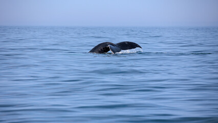 Fototapeta premium Buckelwal