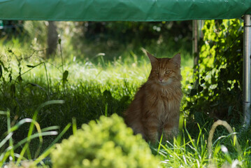 Rote Maine Coon Katze sitzt im Garten
