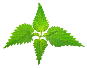 Fototapeta premium Fresh stinging nettle plant, top view cutout