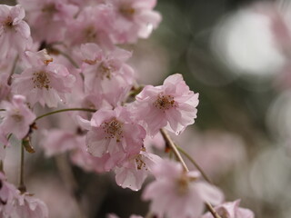 ピンクの花　しだれ桜