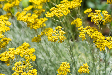 Curry plant blooming yellow flowers in the garden in summer.