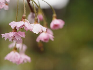 ピンクの花　しだれ桜