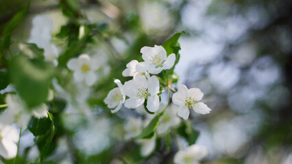 beautiful floral spring panoramic banner of nature. spring blossom background.