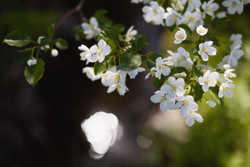Spring blossom background. Beautiful nature scene with blooming tree and sun flare.