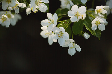 Fototapeta premium floral spring abstract background of nature. branches of blossoming
