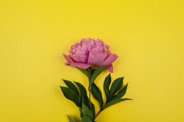 Top view of pink peony blossom on yellow background. Peony flower flat lay, copy space.