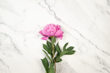 Top view of pink peony blossom on white marble background. Peony flower flat lay, copy space.