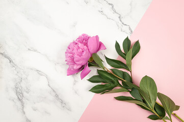 Top view of pink peony blossom on white marble and pink background. Peony flower flat lay, copy space.