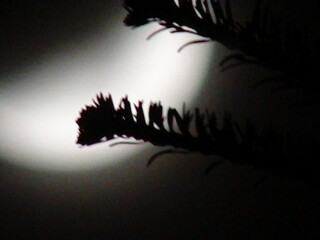 branches against the background of the moon