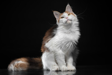 Maine Coon kitten is sitting on a mirrored floor on a black background