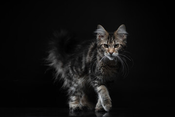 kitten of the Maine Coon breed on a black background with a mirrored floor