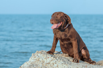 chocolate-colored labrador puppy sits on a rock against a blue sea background