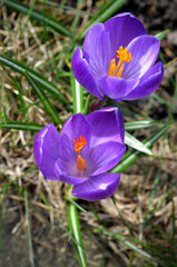 bright spring purple flowers crocuses