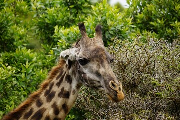 african wildlife, giraffes