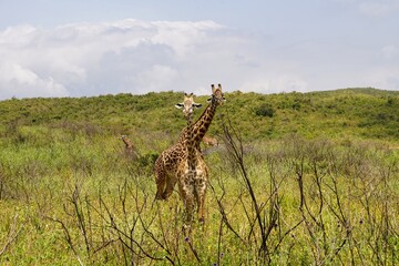 african wildlife, giraffes