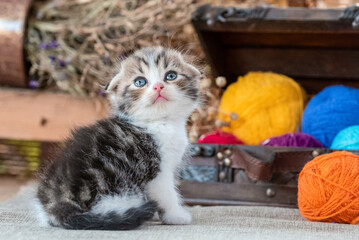 scottish fold tabby kitten inside decorative dower chest on a rustic background © Sofiia