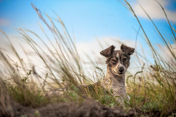 mongrel dog winks lying in the green grass in the evening