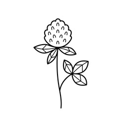 Clover flower. Blooming herbaceous plant. Hand drawn sketch icon of field herb. Isolated vector illustration in doodle line style.
