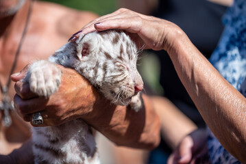 tiger cub in petting zoo - obrazy, fototapety, plakaty