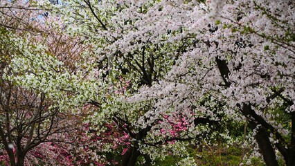 春の風景　色とりどりの桜
