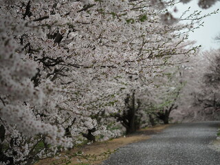 春の風景　満開の桜