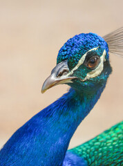portrait of a peacock