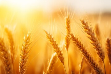 Golden wheat field at sunset. harvested macro view, autumn agriculture landscape