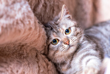 contented tabby cat snuggled down on the sofa covered with a light brown plaid made of artificial fur