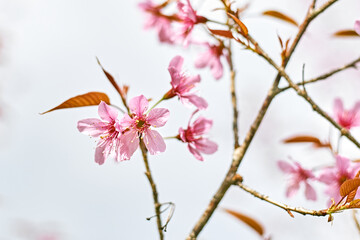 Wild Himalayan Cherry or Prunus Cerasoides