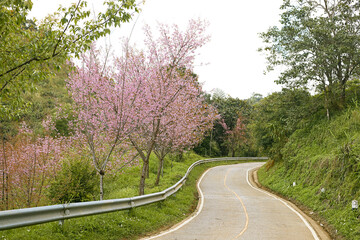 Wild Himalayan Cherry or Prunus Cerasoides