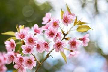 Wild Himalayan Cherry or Prunus Cerasoides