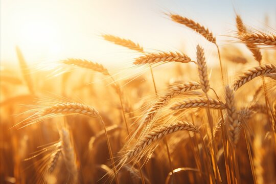Golden harvest. wheat field at sunset. Macro image of abundant ears. Autumn landscape.