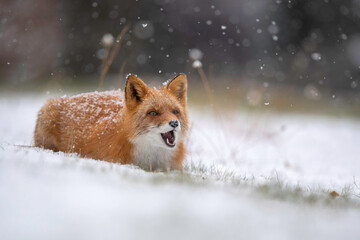 雪の日のキタキツネ