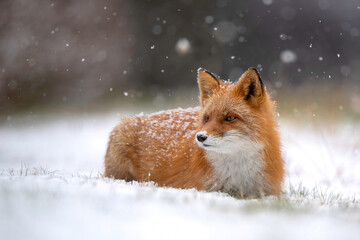 雪の日のキタキツネ