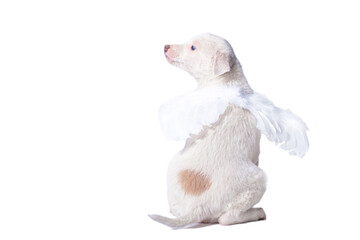 mongrel puppy of light color with angel wings on a white background