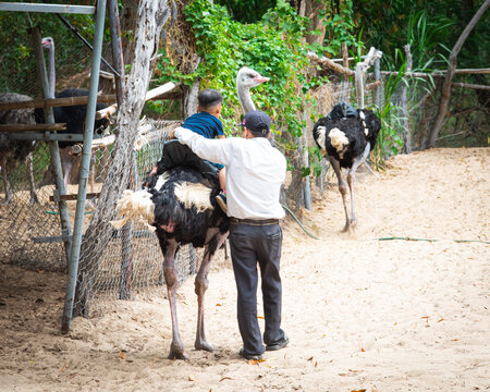 Close-up Asian kid riding ostriches large flightless birds under the supervision of a trainer along chain mesh fence, outdoor adventure, Binh Thuan, Vietnam, sandy field, lush green tree