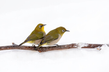 雪の中のメジロ