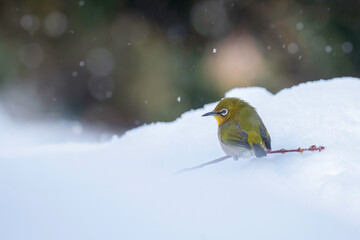 雪の日のメジロ
